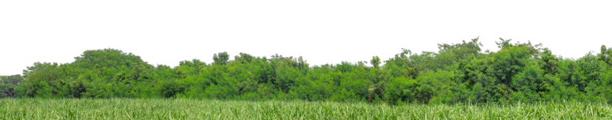 Green trees isolated are forest on transparent background.Forest and foliage in summer with cut path and alpha channel, high resolution.