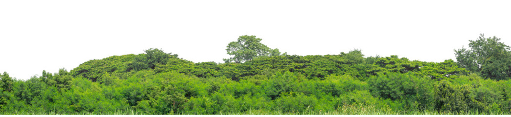 Green trees isolated are forest on transparent background.Forest and foliage in summer with cut path and alpha channel, high resolution.