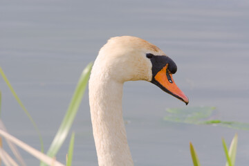 swan on the water