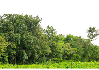 Green trees isolated are forest on transparent background.Forest and foliage in summer with cut path and alpha channel, high resolution.