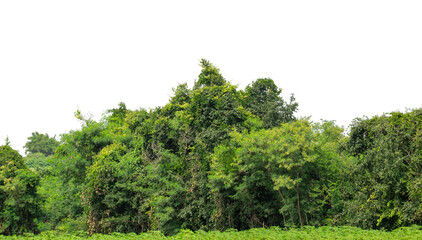 Green trees isolated are forest on transparent background.Forest and foliage in summer with cut path and alpha channel, high resolution.
