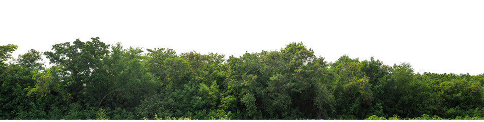 Green trees isolated are forest on transparent background.Forest and foliage in summer with cut path and alpha channel, high resolution.