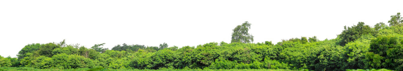 Green trees isolated are forest on transparent background.Forest and foliage in summer with cut path and alpha channel, high resolution.