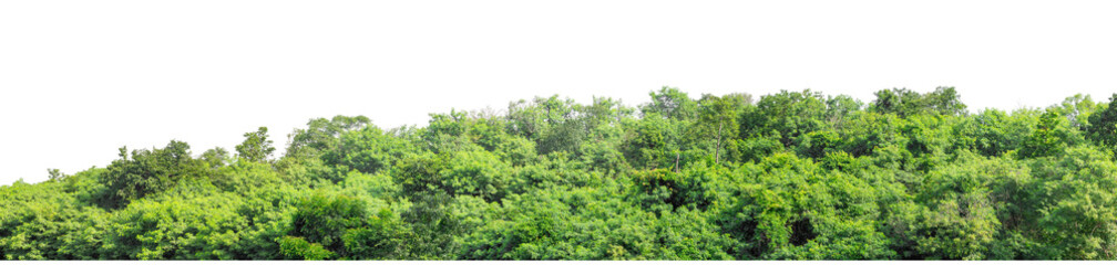 Green trees isolated are forest on transparent background.Forest and foliage in summer with cut path and alpha channel, high resolution.