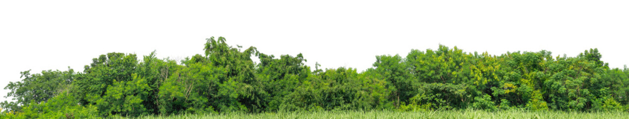 Green trees isolated are forest on transparent background.Forest and foliage in summer with cut path and alpha channel, high resolution.