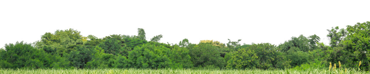 Green trees isolated are forest on transparent background.Forest and foliage in summer with cut path and alpha channel, high resolution.