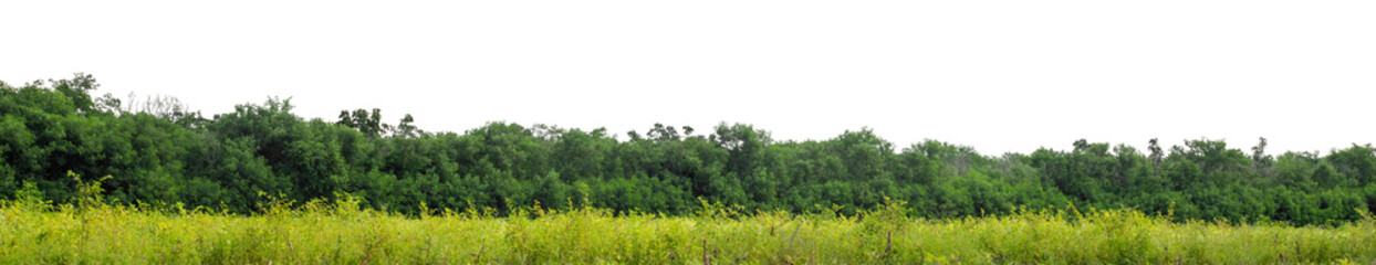 Fototapeta premium Green trees isolated are forest on transparent background.Forest and foliage in summer with cut path and alpha channel, high resolution.