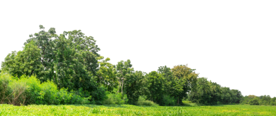 Green trees isolated are forest on transparent background.Forest and foliage in summer with cut path and alpha channel, high resolution..