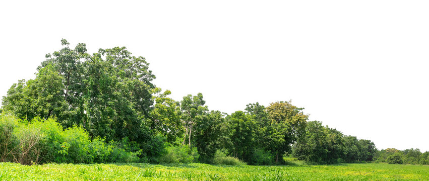 Green trees isolated are forest on transparent background.Forest and foliage in summer with cut path and alpha channel, high resolution..