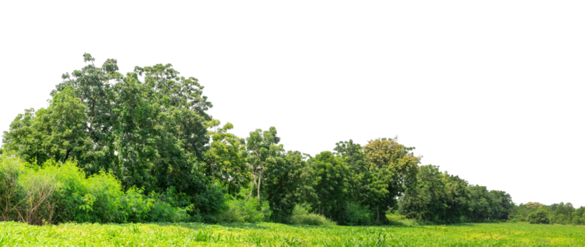 Green trees isolated are forest on transparent background.Forest and foliage in summer with cut path and alpha channel, high resolution..