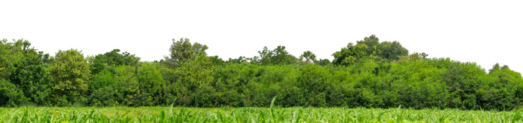 Green trees isolated are forest on transparent background.Forest and foliage in summer with cut path and alpha channel, high resolution.