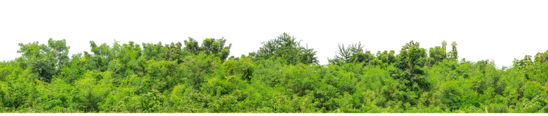 Green trees isolated are forest on transparent background.Forest and foliage in summer with cut path and alpha channel, high resolution.