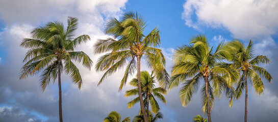 Background Panorama of Coconut Palm Trees on Waikiki Beach in Brisk Wind.