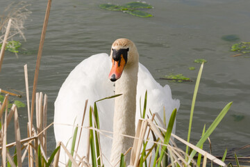white swan on the lake