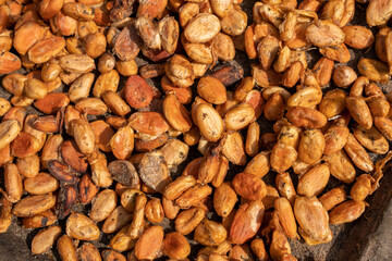 Close-up of cocoa beans drying in the sun, highlighting their rough texture and natural colors. Perfect for themes on agriculture, food production, and chocolate making.