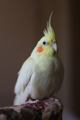 Parrot corella at home. Close-up portrait.