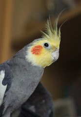 Parrot corella at home. Close-up portrait.