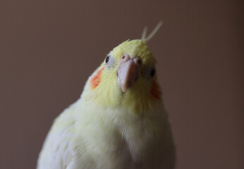 Parrot corella at home. Close-up portrait.