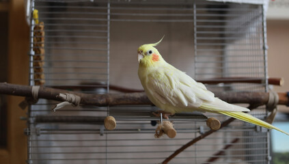 Parrot corella at home. 