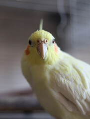Parrot corella at home. Close-up portrait.