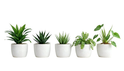 Fototapeta premium Variety Of Potted Houseplants Displayed Against A Black Background