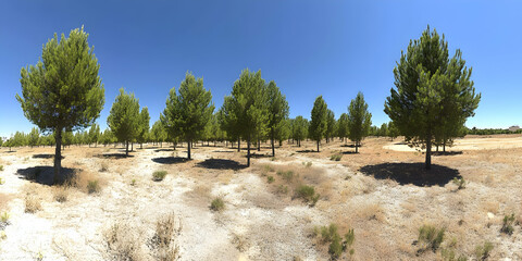 Pine Tree Plantation Photo - Sunny Day Landscape