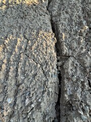 Dry and cracked mud soil, sandy soil section of dry soil drought. Cracked earth texture. Dry cracked earth, parched land, Earth dirt texture background of gray mud, arid soil, Dry cracked earth.
