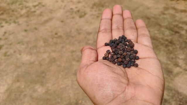 Asian farmer hand holding isolated organic farm fresh dried black pepper, peppercorn, piper nigrum, malabar &lrm;piperine or &lrm;piperaceae aromatic spice seeds or drupes in palm with blurry background.