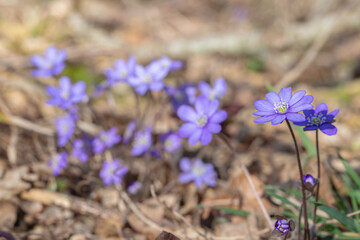 Group of blue liverworts (Anemone hepatica). Copyspace.