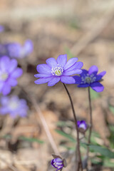 A blue liverwort flower (Anemone hepatica).