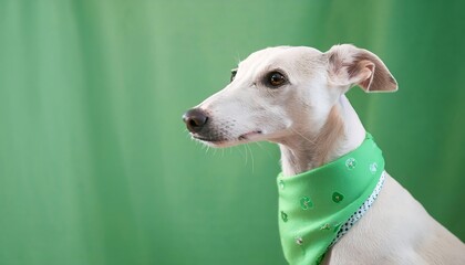 A white Italian greyhound wearing a pastel green bandana looks at the camera.