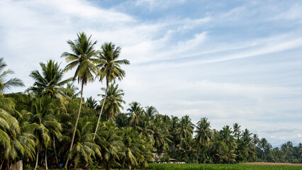 Fototapeta premium Tropical landscape with lush coconut trees, clear blue sky, and a serene rural atmosphere, perfect for nature, tourism, or tropical agriculture themes.