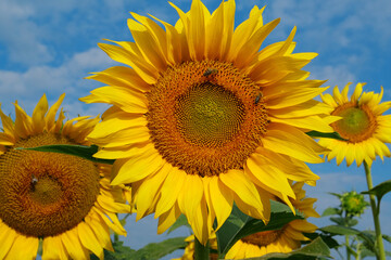 Fototapeta premium On the field of sunflowers little working bees sits on the sunflower
