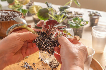 Florist cleans off excess soil and removes old roots from a violet bush (Saintpaulia) before planting it in a new pot. Close-up