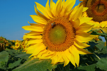 Field of beautiful sunflowers with many bees working. Bees are hard at work