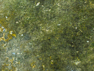 Moss texture background, closeup image of nature