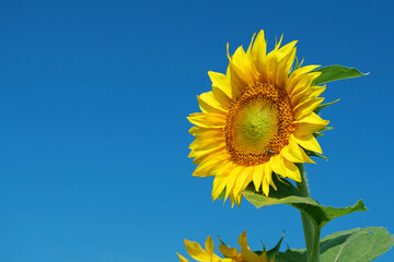 Naklejka premium Bee sits on sunflower, collecting pollen and nectar