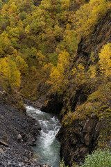 Obraz premium Rushing Mountain River Through Golden Autumn Gorge, Svaneti Georgia