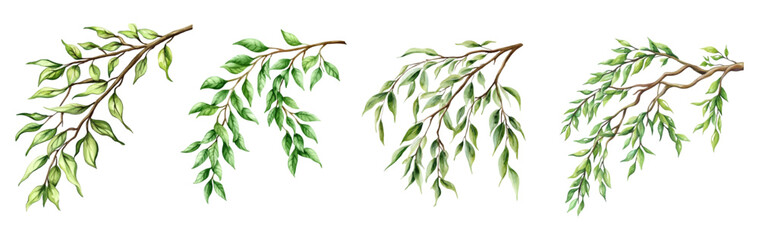 Watercolor set of branches with green leaves png. Watercolor tree branches. Elements for designs in rustic style. Vector illustration.