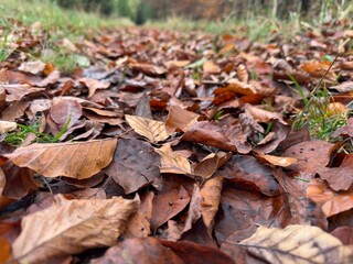 leaves on the ground