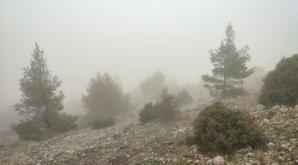 A haunting photo of the slopes of Mount Parnitha, Attica, Greece, cloaked in dense fog and mist....