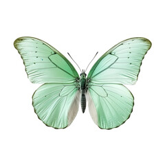 Fototapeta premium butterfly on white background