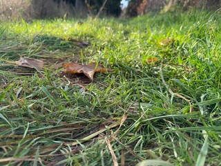 frog in the grass