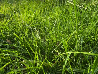 green grass background