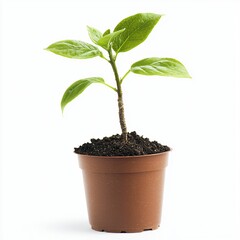 Young Plant Sprout in Brown Pot  Growth  New Life