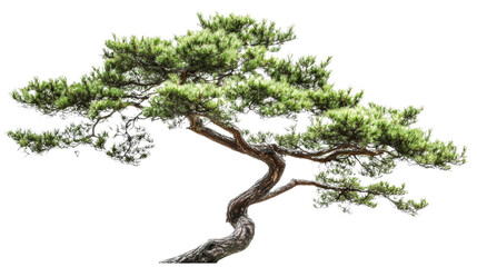 Fototapeta premium Coniferous tree transparent background