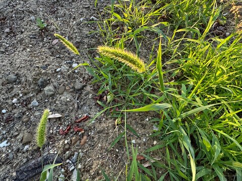 Fresh setaria viridis flower plant close-up. Setaria viridis, green bristlegrass. Setaria viridis on the road. Common names, including green foxtail, green bristlegrass, and wild foxtail folks.