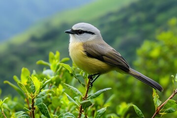 Fototapeta premium Yellow-vented Bulbul. Beautiful simple AI generated image