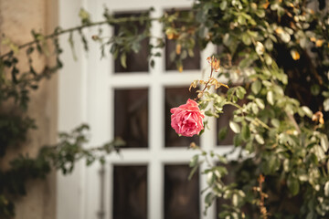 Eine letzte Gartenrose