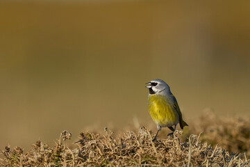 Male Black-throated Finch (Melanodera melanodera melanodera) perched on a piece of dead gorse on Bleaker Island in the Falkland Islands.